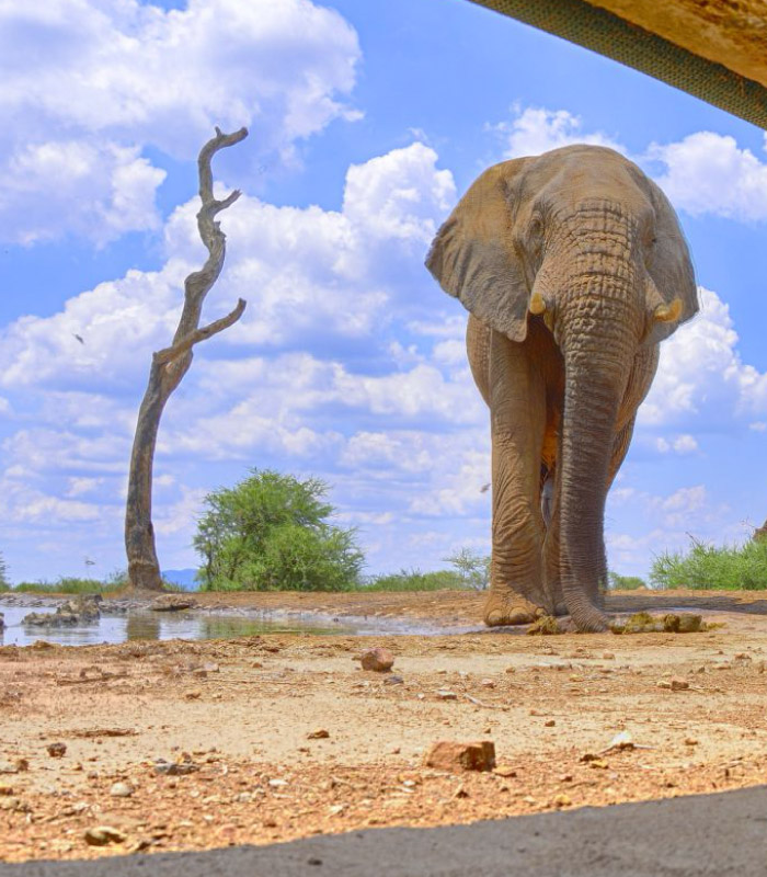 The Last Word Madikwe Bush House