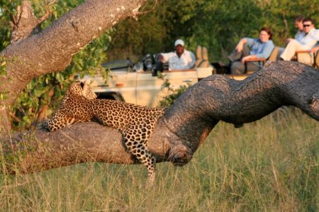 Tintswalo-Leopard