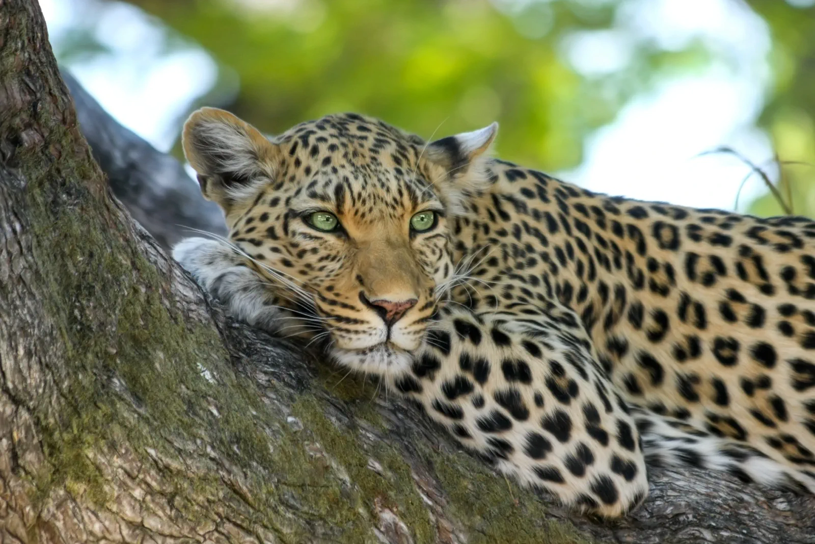Simbavati Safari Lodges Wildlife 1